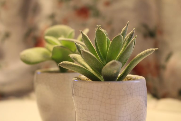 2 small succulent plants in white pots